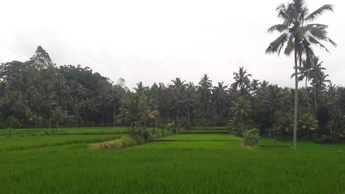 Kalender Bali 6 Januari 2024, Hari Baik untuk Membuka Lahan Pertanian Sepanjang Januari 2024