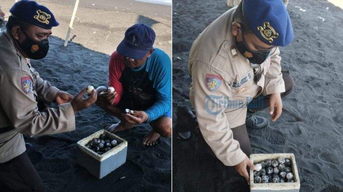 Satpolairud Polres Gianyar Berhasil Selamatkan 932 Telur Penyu di Siyut, Antariksawan: Sangat Riskan