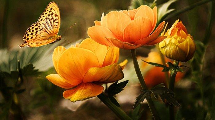 12 Arti Mimpi Bunga, Bakal Berhasil Dalam Pekerjaan, Tapi Justru Jadi Bahan Gosip di Sekitarmu