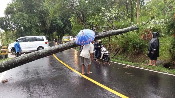 Pohon tumbang - Petugas BPBD Buleleng saat melakukan evakuasi pohon tumbang di Gitgit dan Penarukan.
Istimewa