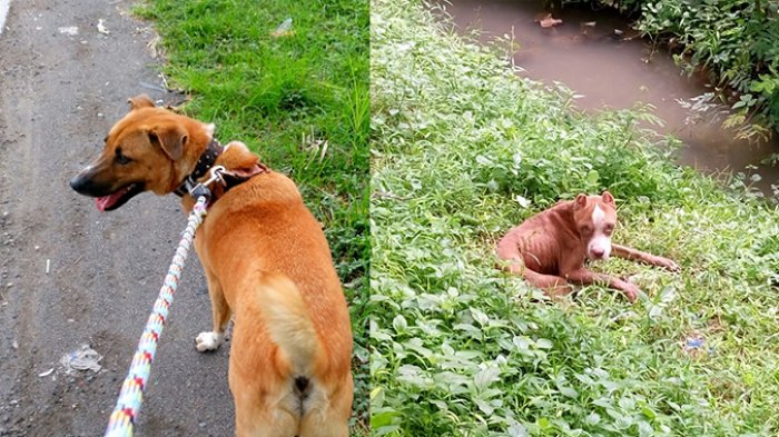 Kisah Kuluk Bali Menolong Pitbull, Tak Biasanya Anjing Ini Menyusuri Jalan Lain