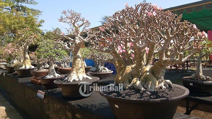 Cantik dan Langka, Tanaman Hias Termahal di Dunia, Ada yang Mencapai Rp18 Miliar