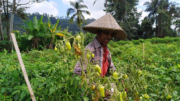 Cuaca Tidak Menentu, Petani di Subak Selisihan mengeluh Pohon Cabai Layu dan Mati