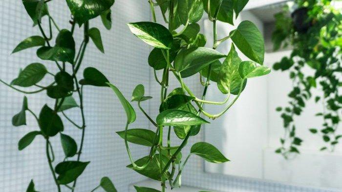 7 Tanaman Hias Ini Mampu Menyerap Polusi dan Meningkatkan Kualitas Udara