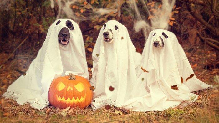Ini Sejarah Halloween hingga Jack O'Lantern, Hantu Orang Mati Kembali ke Bumi