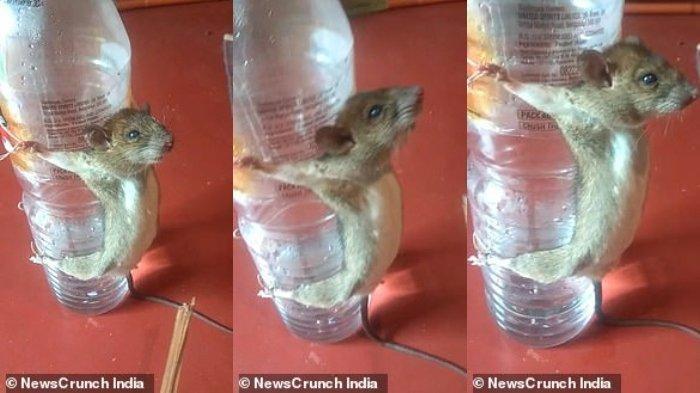 Pria Ini Buron Lantaran Lakukan Hal Ini Pada Seekor Tikus, Sampai Kencing dan Tuntut Ganti Rugi