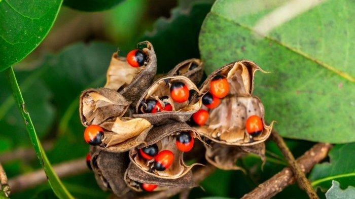 5 Tanaman Pekarangan Rumah Beracun dan Paling Mematikan di Dunia