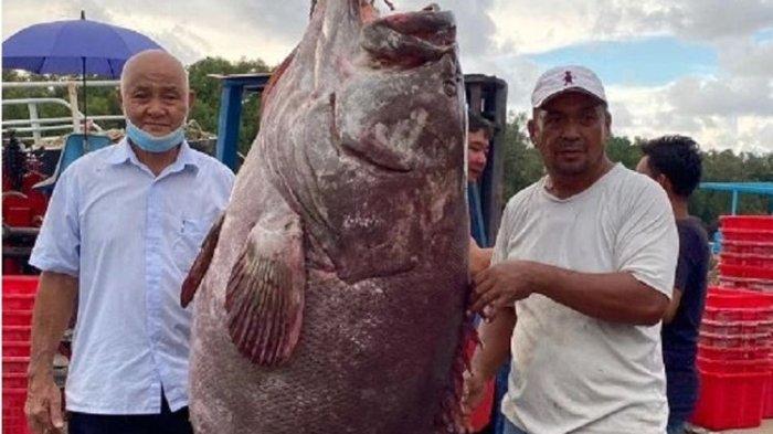 Harga Ikan Karapu Raksasa Hasil Tangkapan Nelayan Malaysia Ini Rp 42,2 Juta