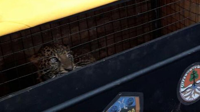 Peristiwa Tak Lazim, Seekor Macan Tutul Mati Tergantung di Kabel Bertegangan Tinggi