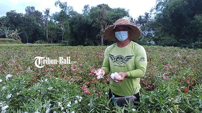 Petani Bunga Pacar di Desa Sibang Gede, Badung Sengaja Atur Pola Tanam agar Panen Saat Galungan