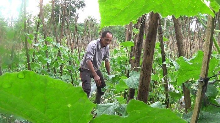 Antisipasi Cuaca Buruk, Petani di Bangli Pilih Tanam Mentimun daripada Cabai