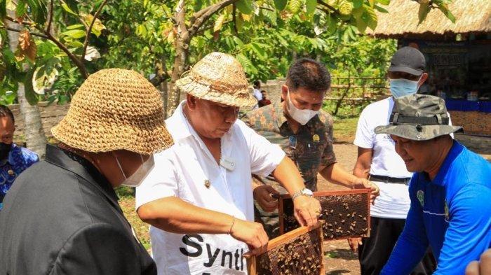 Jembrana Kini Perluas Budidaya Lebah Madu Jenis Apis Melifara Asal Australia