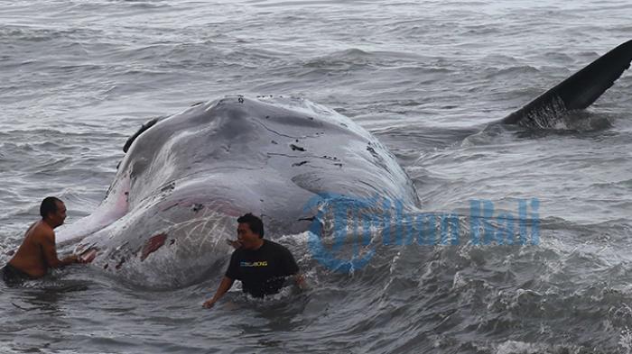 Bersamaan, 2 Paus Terdampar di Lokasi Berbeda di Klungkung