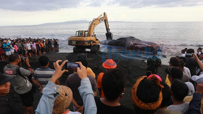 Warga di Klungkung Berebut Memotong Gigi Bangkai Ikan Paus ‘Raksasa’