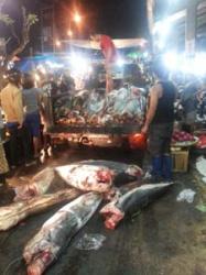 Selama Februari 2014, Pelabuhan Benoa Bongkar 54.896 Ekor Hiu