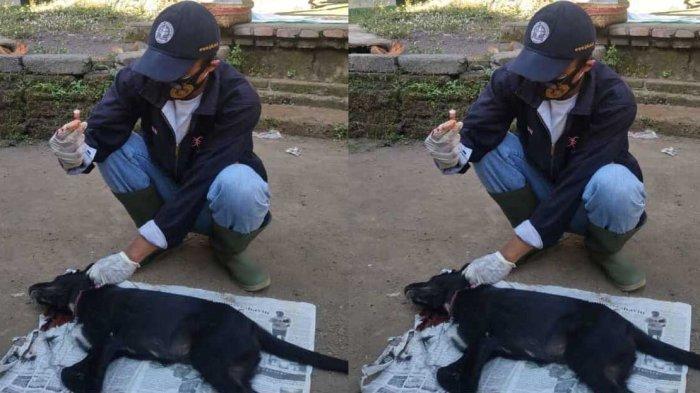 Anjing Rabies Gigit 8 Warga, Dua Banjar di Blahbatuh Gianyar Masuk Zona Merah Rabies