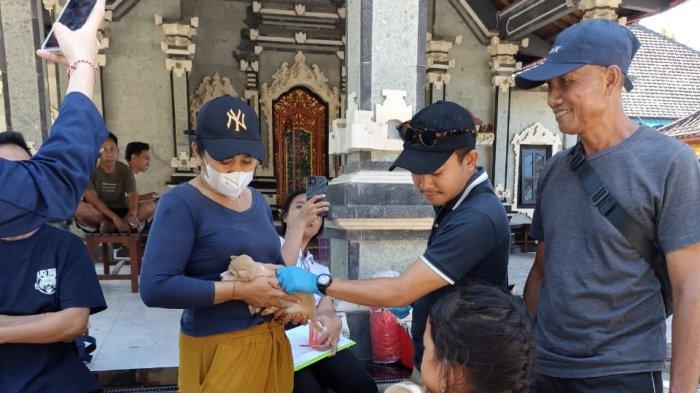 Puluhan Ekor HPR Dilakukan Kastrasi & OH, Lakukan Secara Stationer, Upaya Pengendalian Populasi