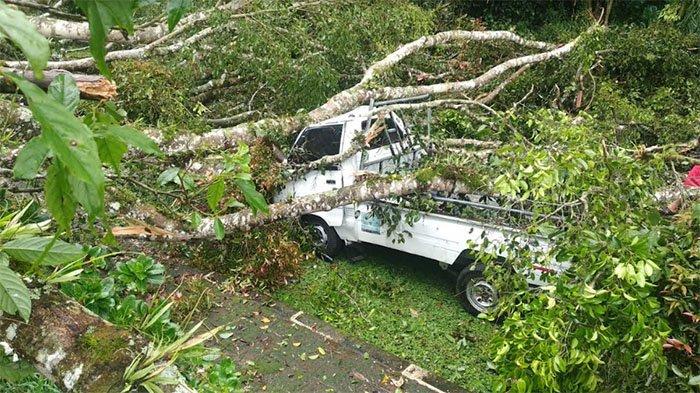 Ditinggal Ngayah Ke Pura, Mobil Wayan Ratayasa Tertimpa Pohon Beringin di Kintamani Bangli