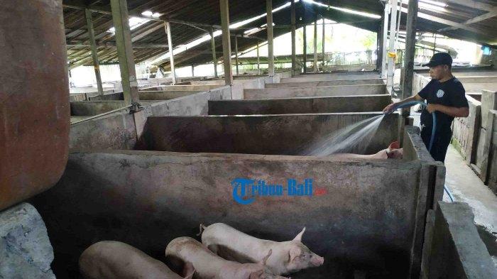 Ratusan Babi di Karangasem Mati Mendadak, Diduga Kuat Akibat ASF, Tersebar di Semua Kecamatan