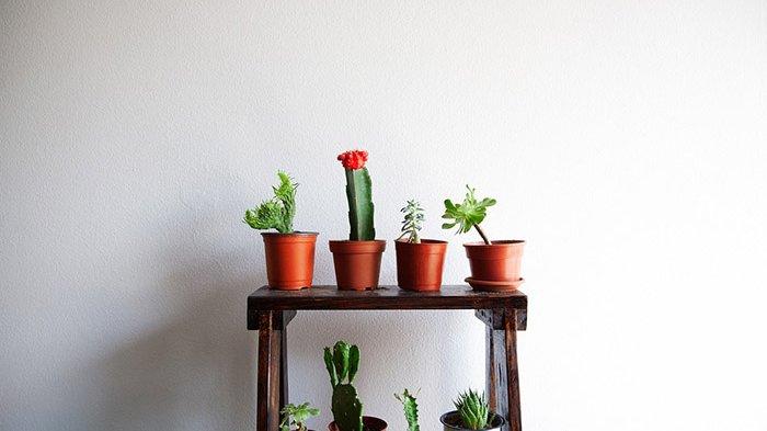 Menurut Feng Shui, 3 Tanaman Ini Tak Baik Bila Diletakkan di Dalam Rumah