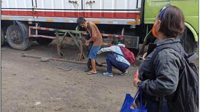 Lima Warga Kelurahan Pendem Jembrana Digigit Anjing yang Diduga Terjangkit Rabies