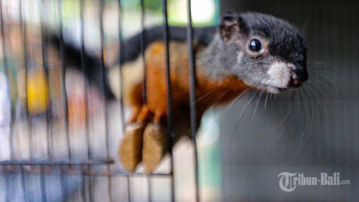 Tupai Tiga Warna Langka di Bali, Dijual Rp3 Juta per Ekor