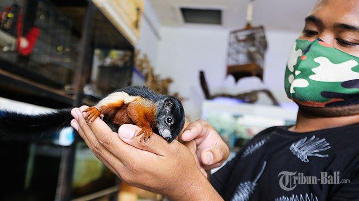 Unik dan Langka di Bali, Tupai Tiga Warna Ini Dibanderol Rp 3 Juta Per Ekor