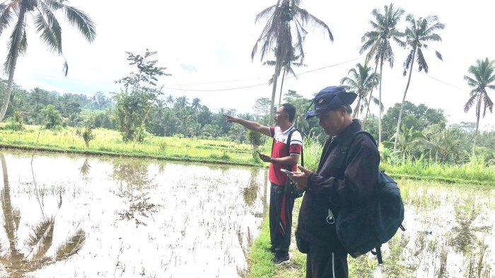 Perda RTRW Terkendala Data Luas Sawah, Distan Gianyar Kembali Turun Lapangan