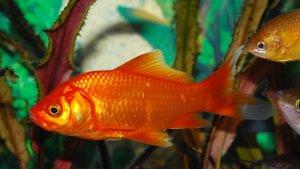 Arti-mimpi-ikan-mas-merah.jpg