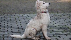 Arti-mimpi-menginjak-kotoran-anjing.jpg
