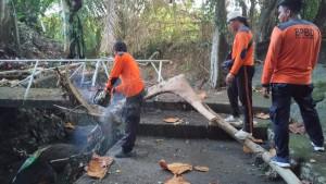 BPBD-Badung-saat-membersihkan-pohon-tumbang.jpg