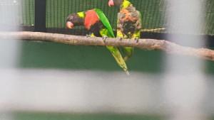 BURUNG-ENDEMIK-Burung-Perkici-Dada-Merah-di-Taman-Safari-Bali-Gianyar-Bali.jpg