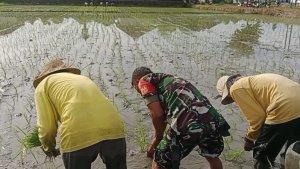 Babinsa-Mendoyo-Dauh-Tukad-Serda-Suwardi-turun-langsung-mendampingi-kegiatan-para-petani-88.jpg
