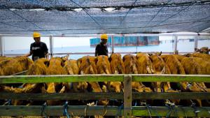 Distribusi-Suasana-distribusi-ternak-berupa-bibit-sapi-di-Pelabuhan-Celukan-Bawang.jpg