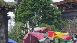 Diterjang-Angin-Kencang-Bale-Pesandekan-di-Pura-Dadia-Agung-Pasek-Kayu.jpg