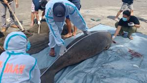 Dugong-Ditemukan-Terdampar-di-Jembrana-Bali.jpg