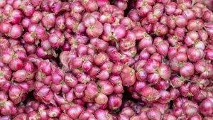 Ilustrasi-bawang-merah-Harga-Bahan-Pokok-Bali-19-Oktober-Bawang-Merah-Rp25000kilogram.jpg
