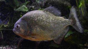 Ilustrasi-ikan-Piranha1.jpg