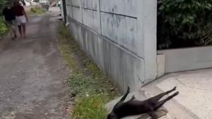 Induk-anjing-mati-setelah-dielimiansi-di-Banjar-Biaslantang-Kaler-Desa-Purwa-Kerthi.jpg