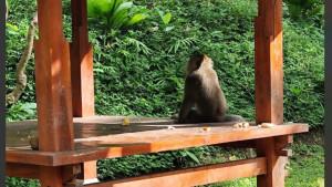 Kemenuh-Monkey-River-Bali-Mulai-Dilirik-Wisatawan-Pawang-Monyet-Selalu-Siaga.jpg