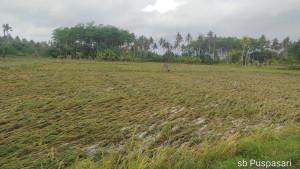 Kondisi-lahan-pertanian-tanaman-padi-yang-hampir-panen.jpg