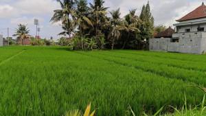 Kondisi-sawah-di-Kabupaten-Gianyar-89.jpg