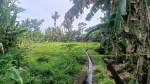 Lokasi-tewasnya-mandor-I-Wayan-Sedhana-di-Subak-Tenggaling-45.jpg