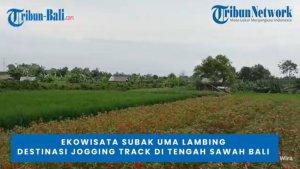 Menikmati-Kedamaian-Alam-di-Ekowisata-Subak-Uma-Lambing.jpg