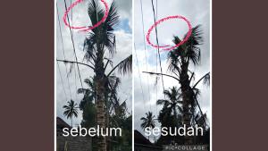 PLN-Bangli-memiliki-bukti-kondisi-pohon-kelapa-sebelum-dan-sesudah-dipangkas-125.jpg