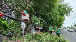 Pelaksanaan-perompesan-pohon-di-Kota-Denpasar.jpg