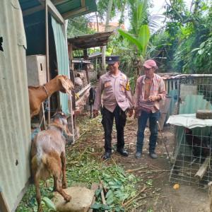 Penopang-Ekonomi-Peternakan-Kambing-Belum-Banyak-Dilirik-di-Gianyar-Bali.jpg