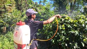 Petani-kopi-di-Desa-Lemukih-Kecamatan-Sawan-Buleleng-saat-menyiram-tanaman-kopinya.jpg