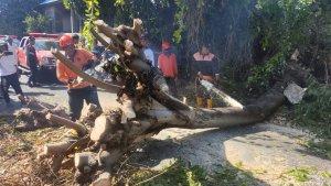 Petugas-BPBD-Buleleng-saat-mengevakuasi-material-pohon-tumbang.jpg