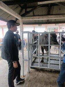 Petugas-Dinas-PKP-Bangli-saat-memeriksa-penjualan-sapi.jpg